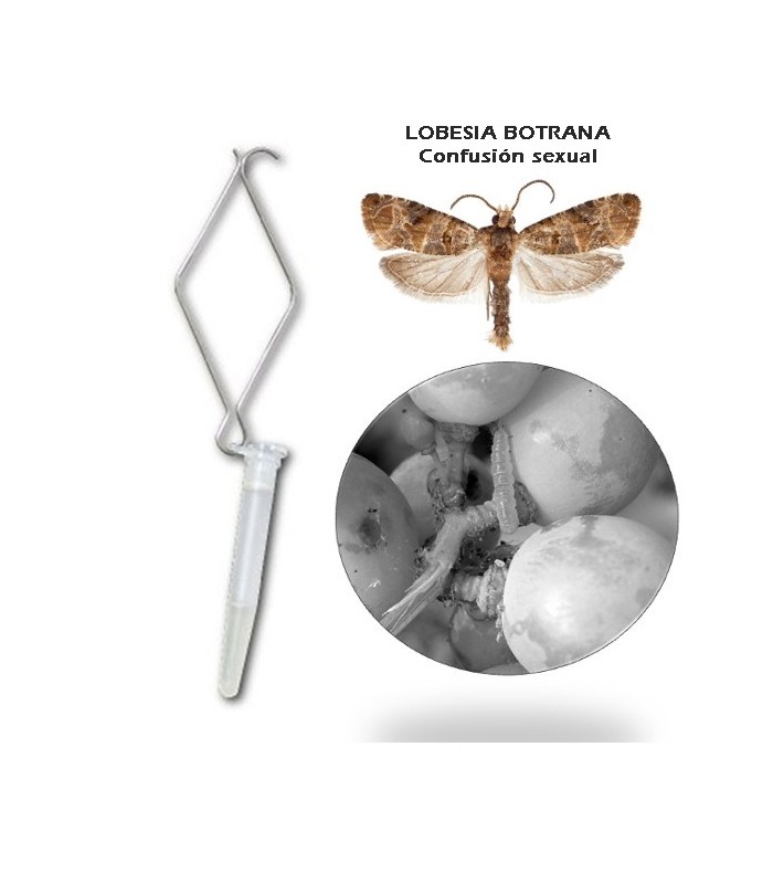 LOBETEC confusion sexual lobesia botrana