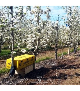 COLMENA TRIPLE de  frutales