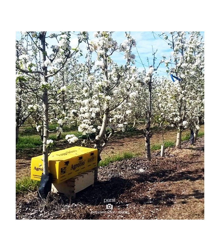 Colmena AGROBIO 3 nucleos para polinización de frutales