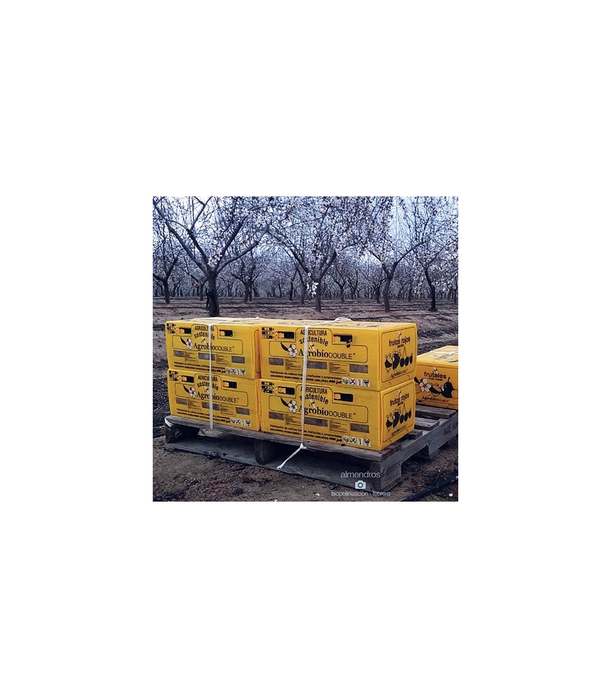 Colmena AGROBIO 2 nucleos para polinización de frutales