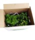 MENTA (Mentha spicata) maceta X 6 ud