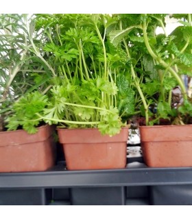 MENTA (Mentha spicata) maceta X 6 ud