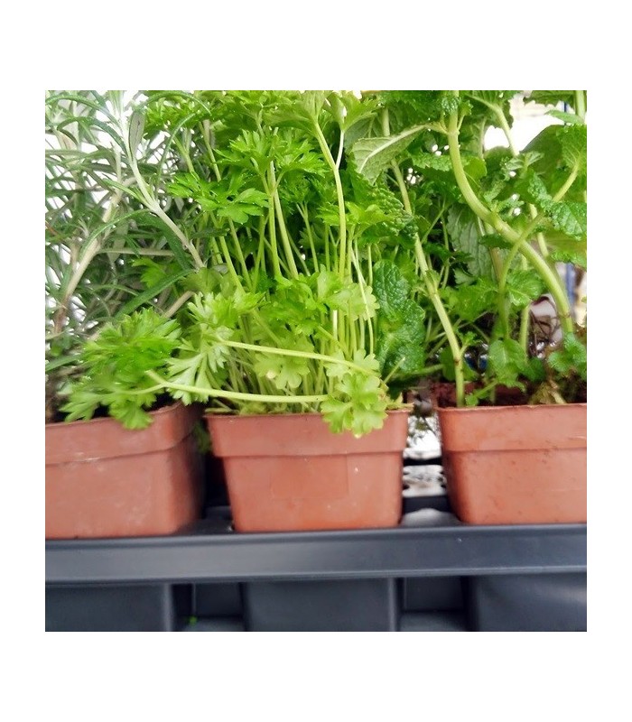 MENTA (Mentha spicata) maceta X 6 ud