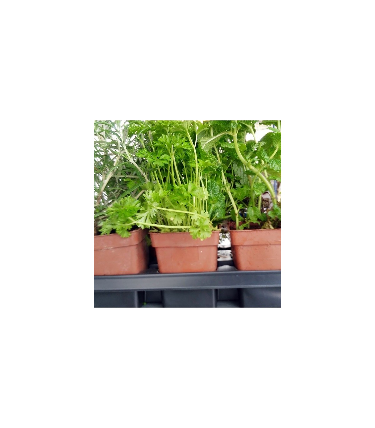 ROMERO (Rosmarinus officinalis) maceta X 6 ud