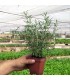 ROMERO (Rosmarinus officinalis) maceta X 6 ud