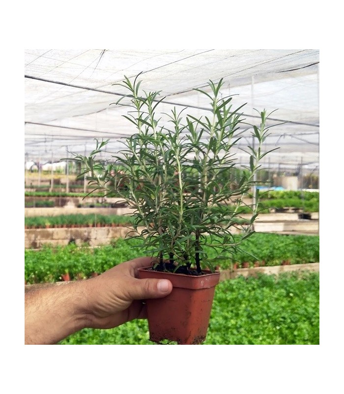 ROMERO (Rosmarinus officinalis) maceta X 6 ud