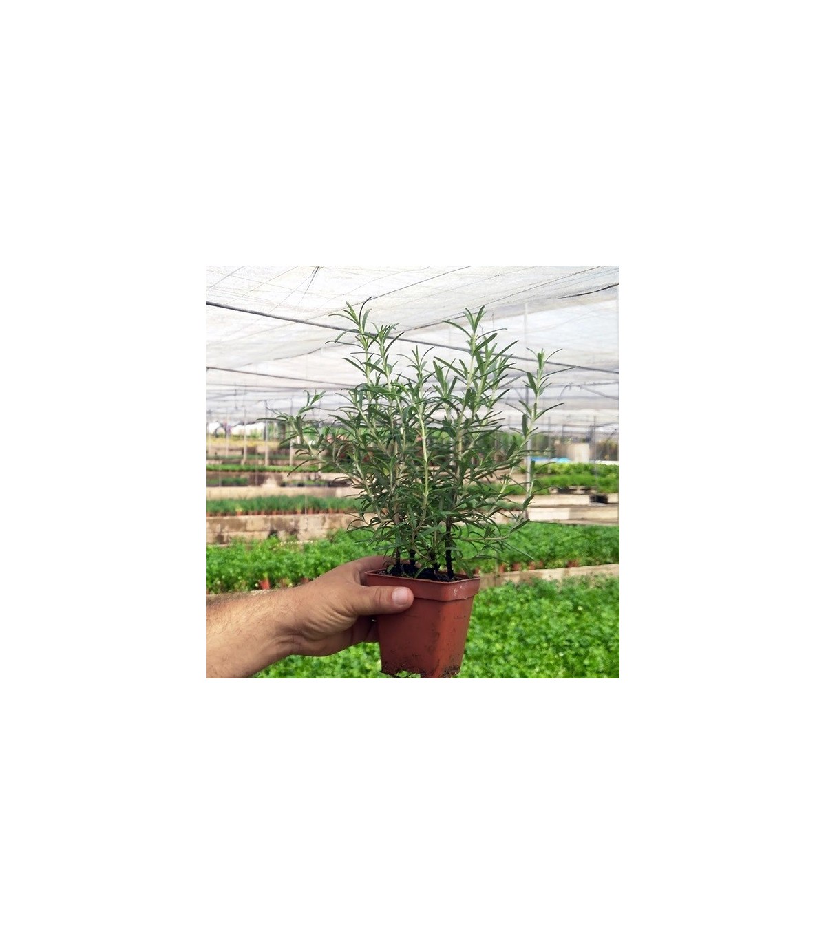 ROMERO (Rosmarinus officinalis) maceta X 6 ud