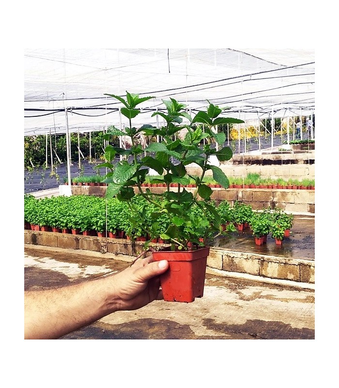 MEJORANA (Origanum majorana) maceta X 6 ud
