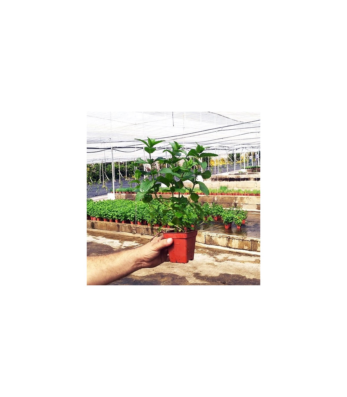 HIERBABUENA (Mentha longifolia) maceta X 6 ud