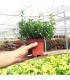 OREGANO (Origanum vulgare) maceta X 6 ud