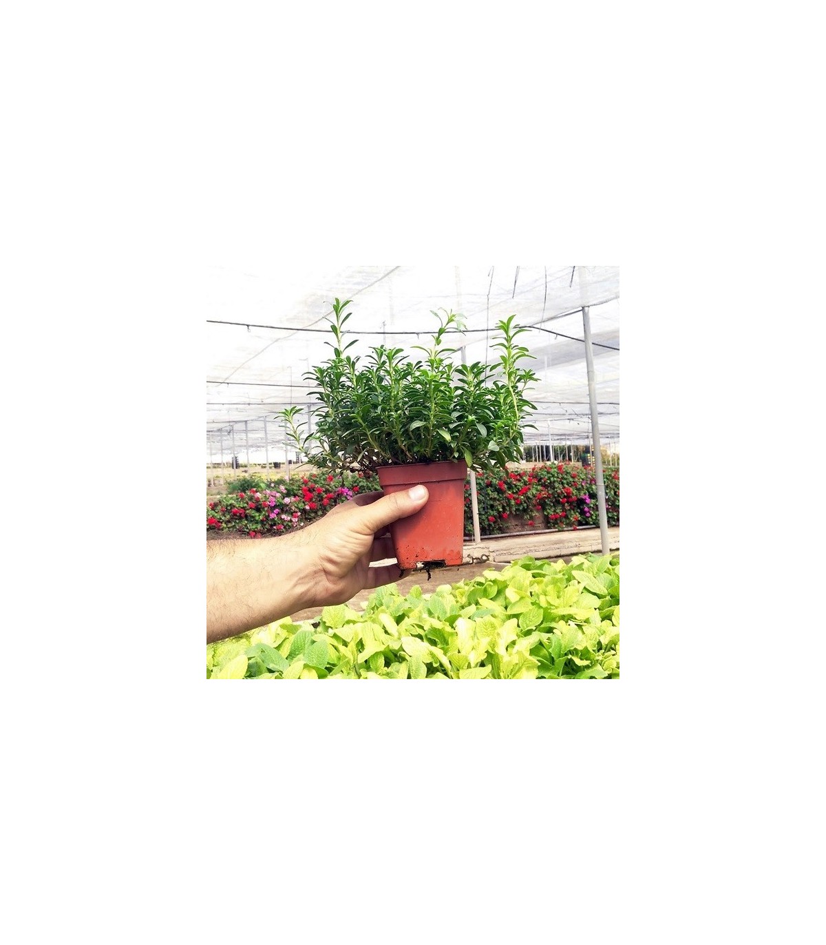 OREGANO (Origanum vulgare) maceta X 6 ud