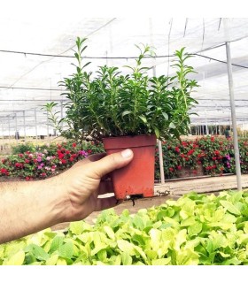 SALVIA (Salvia officinalis) maceta  X 6 Ud