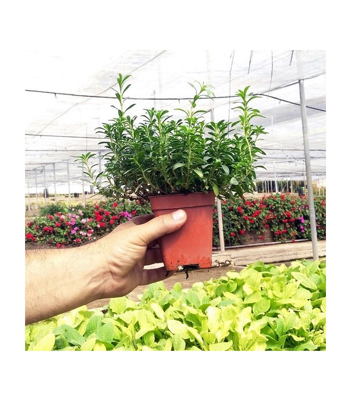 SALVIA (Salvia officinalis) maceta  X 6 Ud