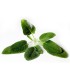 SALVIA (Salvia officinalis) maceta  X 6 Ud
