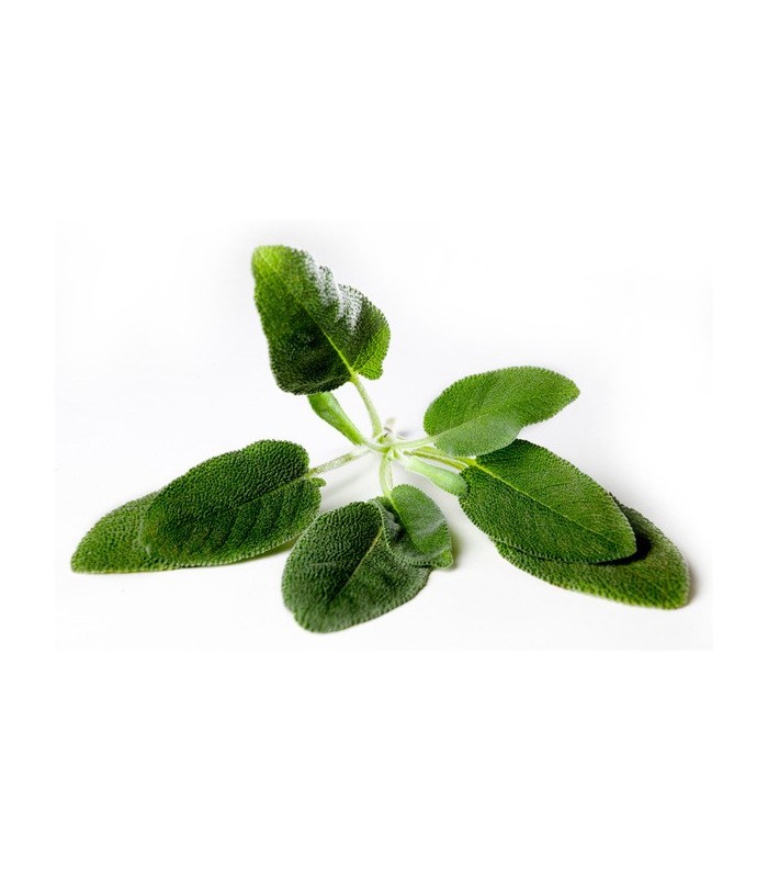 SALVIA (Salvia officinalis) maceta  X 6 Ud