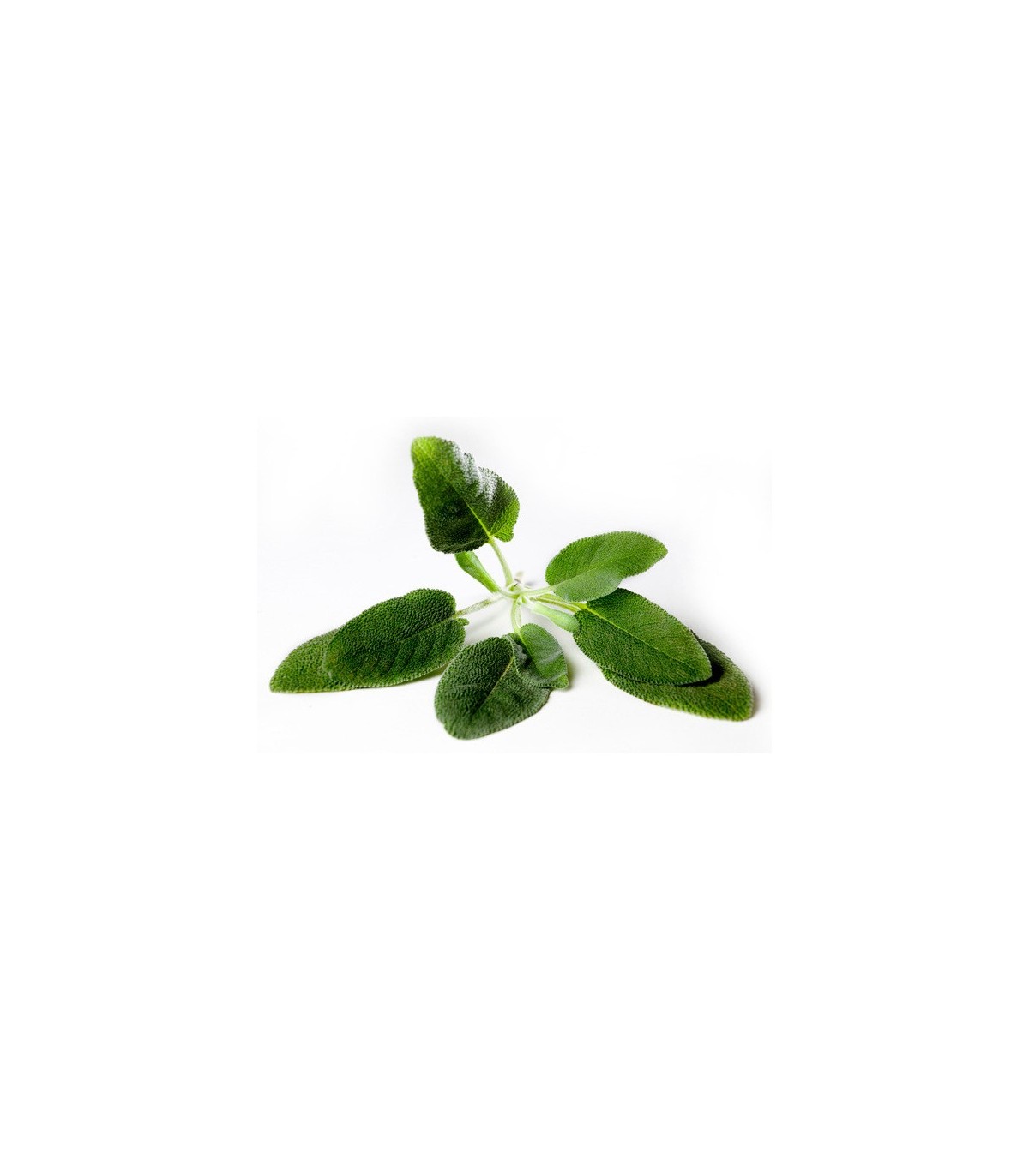 SALVIA (Salvia officinalis) maceta  X 6 Ud