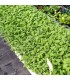 SALVIA (Salvia officinalis) maceta  X 6 Ud