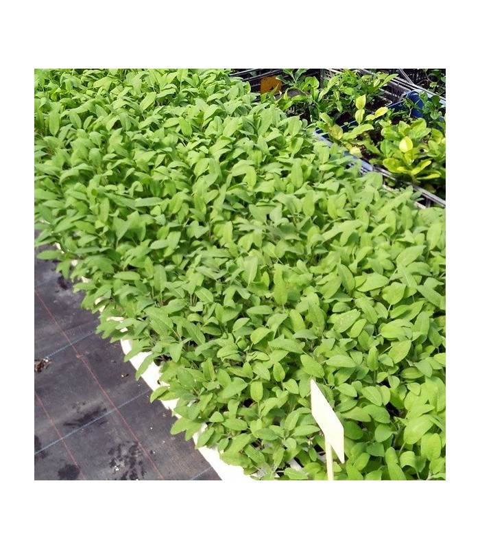 SALVIA (Salvia officinalis) maceta  X 6 Ud
