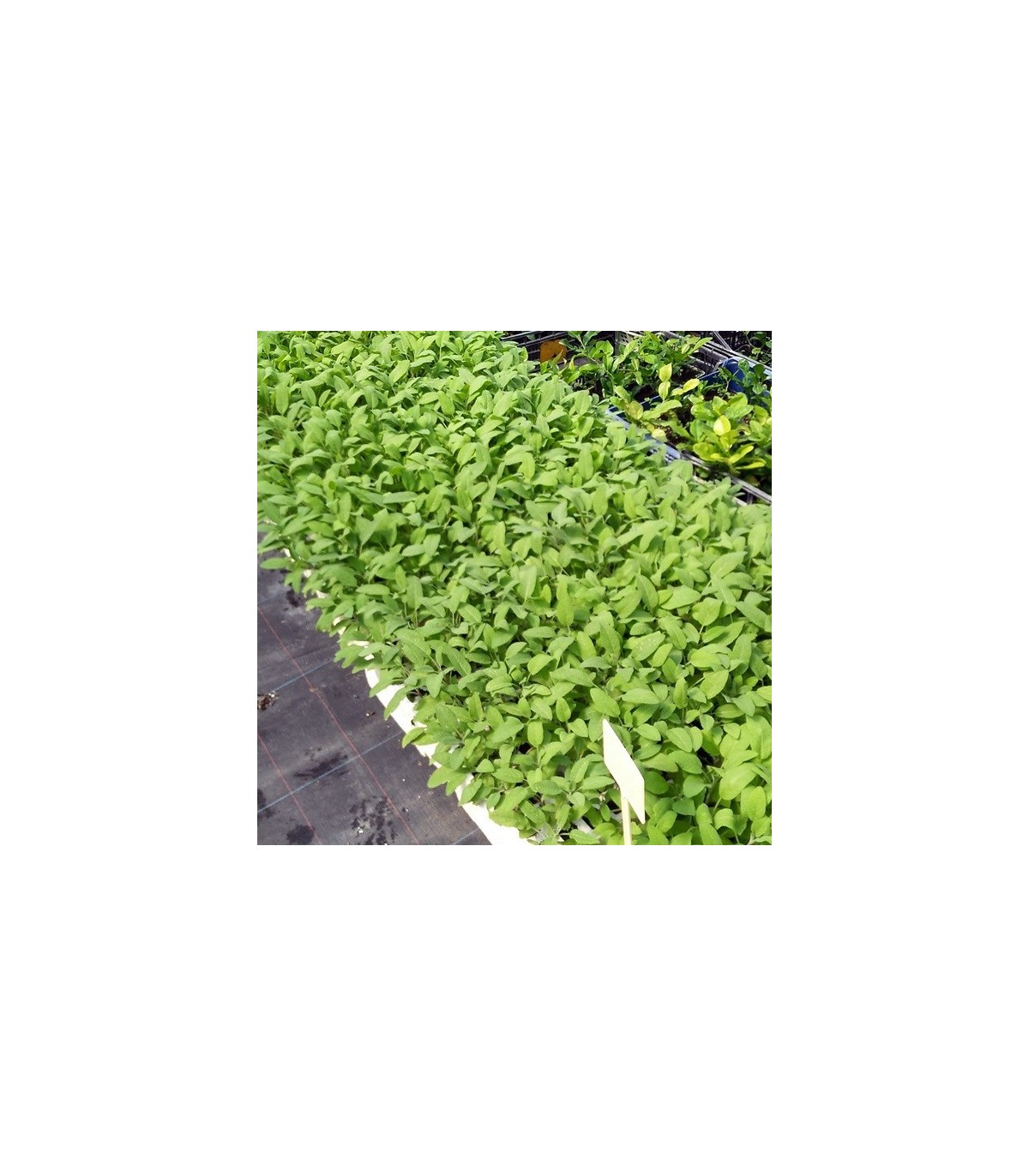 SALVIA (Salvia officinalis) maceta  X 6 Ud