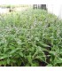 SALVIA (Salvia officinalis) maceta  X 6 Ud