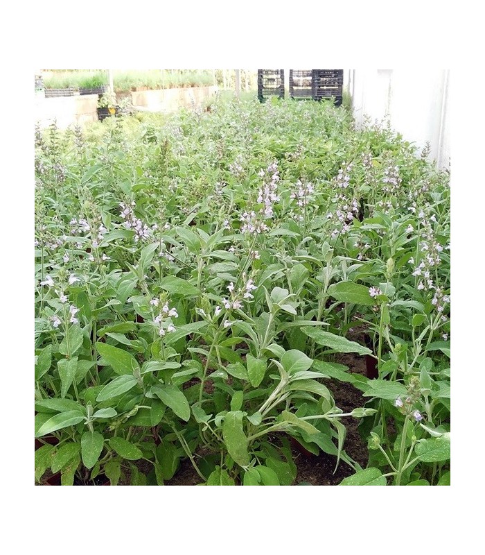 SALVIA (Salvia officinalis) maceta  X 6 Ud