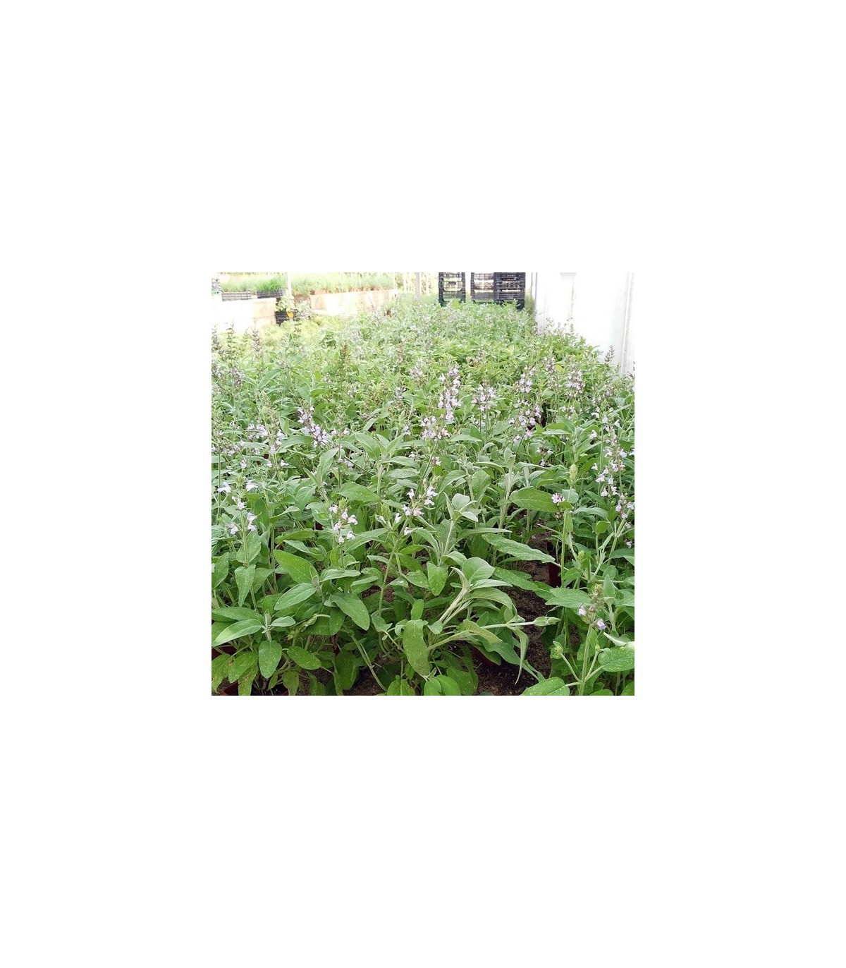SALVIA (Salvia officinalis) maceta  X 6 Ud