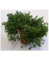 PLANTA DE TOMILLO Thymus vulgaris X 6 Ud