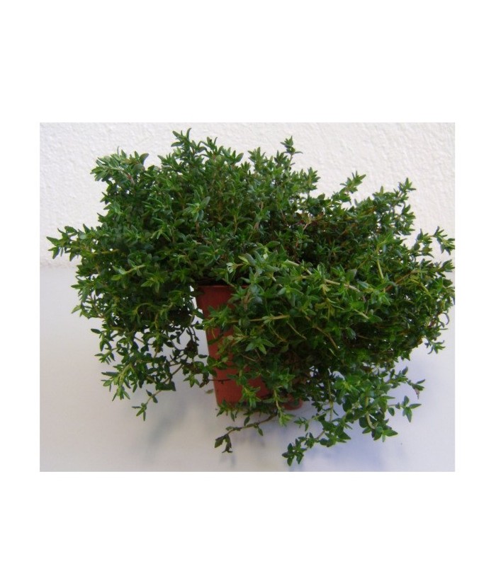 PLANTA DE TOMILLO Thymus vulgaris X 6 Ud