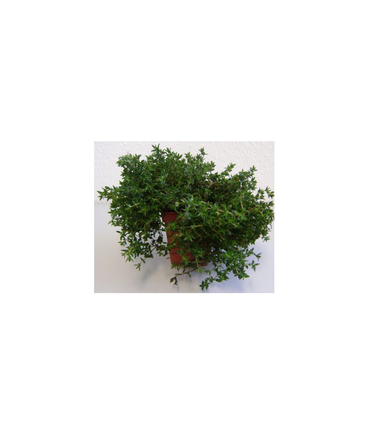 PLANTA DE TOMILLO Thymus vulgaris X 6 Ud