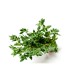 PLANTA DE TOMILLO Thymus vulgaris X 6 Ud