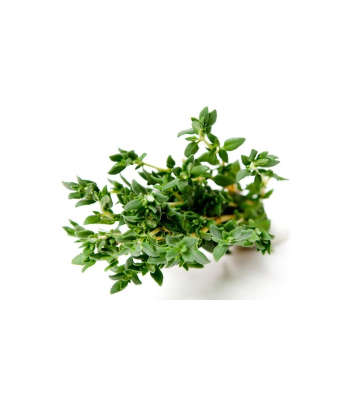 PLANTA DE TOMILLO Thymus vulgaris X 6 Ud