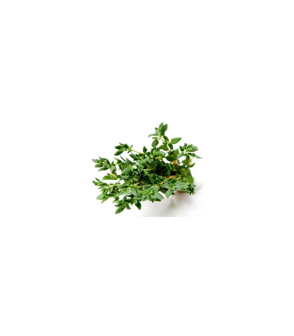 PLANTA DE TOMILLO Thymus vulgaris X 6 Ud