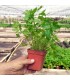 PLANTA DE PEREJIL Petroselinum hortense X 6 Ud