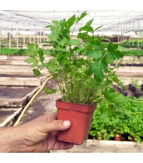 PLANTA DE PEREJIL Petroselinum hortense X 6 Ud