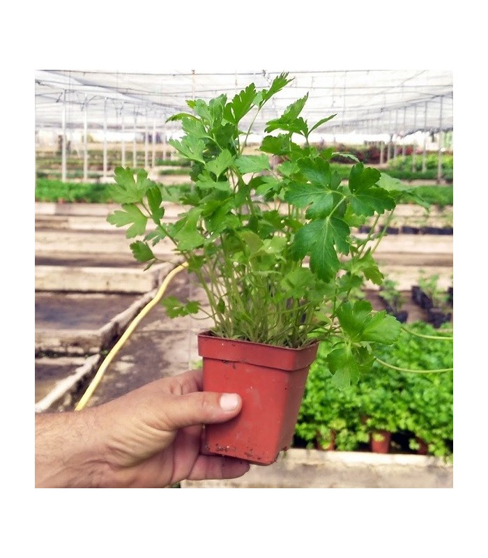 PLANTA DE PEREJIL Petroselinum hortense X 6 Ud