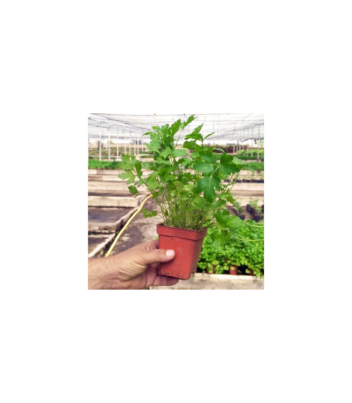 PLANTA DE PEREJIL Petroselinum hortense X 6 Ud