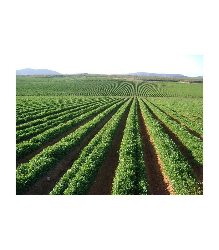 PLANTA DE PEREJIL Petroselinum hortense X 6 Ud
