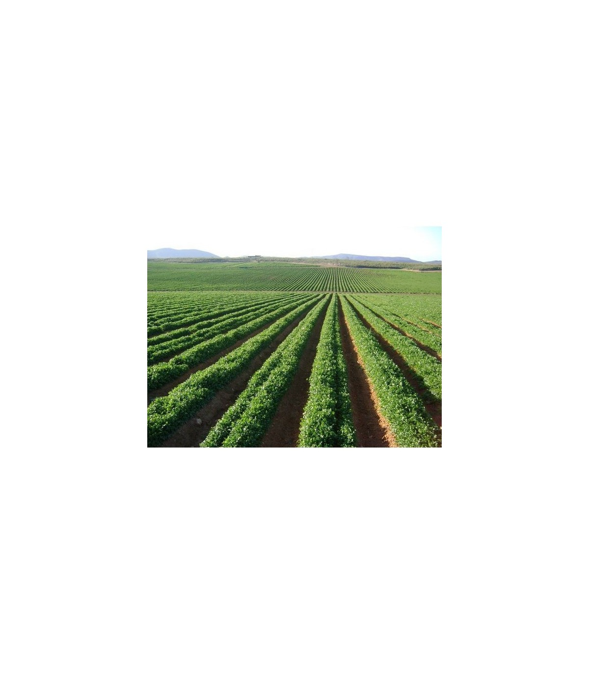 PLANTA DE PEREJIL Petroselinum hortense X 6 Ud