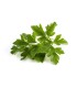 PLANTA DE PEREJIL Petroselinum hortense X 6 Ud