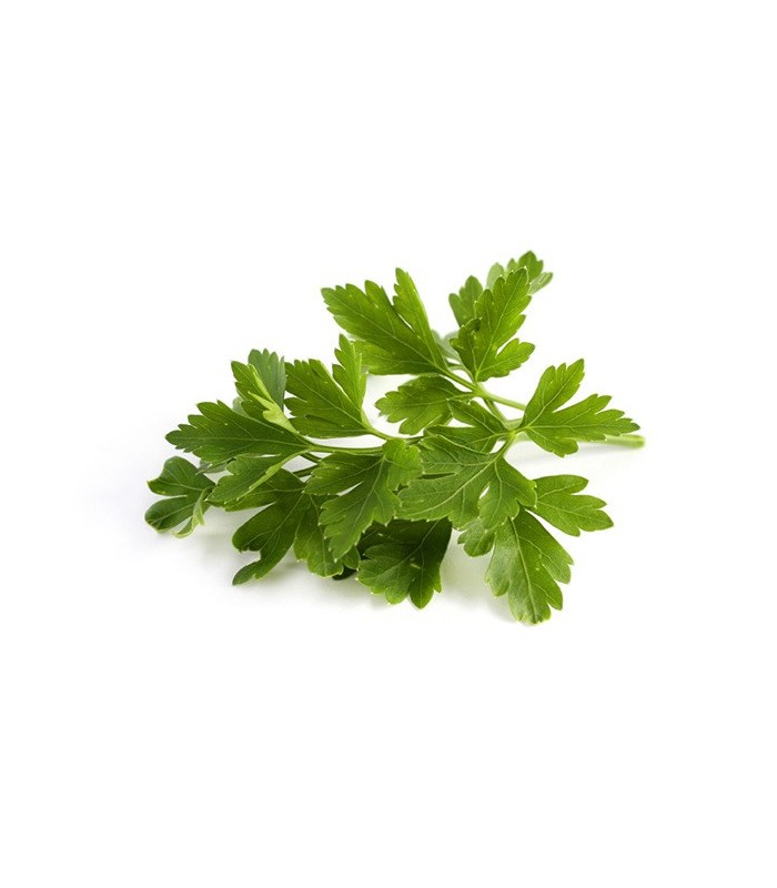 PLANTA DE PEREJIL Petroselinum hortense X 6 Ud