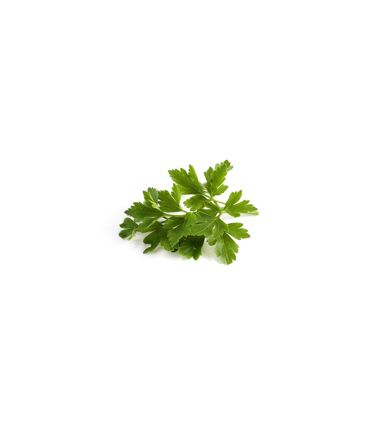 PLANTA DE PEREJIL Petroselinum hortense X 6 Ud