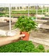 PLANTA DE PEREJIL RIZADO Petroselinum crispum X 6 Ud