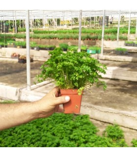 PLANTA DE PEREJIL RIZADO Petroselinum crispum X 6 Ud