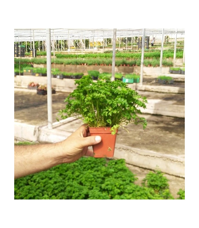 PLANTA DE PEREJIL RIZADO Petroselinum crispum X 6 Ud