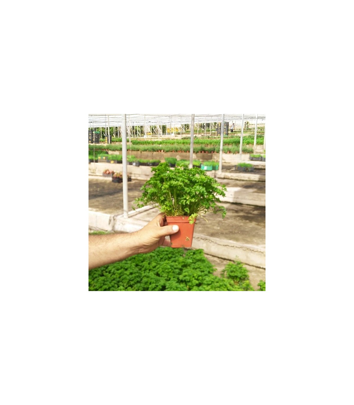 PLANTA DE PEREJIL RIZADO Petroselinum crispum X 6 Ud