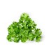 PLANTA DE PEREJIL RIZADO Petroselinum crispum X 6 Ud