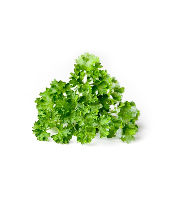 PLANTA DE PEREJIL RIZADO Petroselinum crispum X 6 Ud