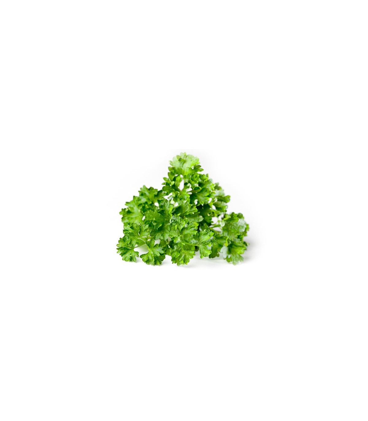 PLANTA DE PEREJIL RIZADO Petroselinum crispum X 6 Ud