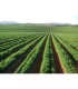 PLANTA DE CILANTRO Coriandrum sativum X 6 Ud