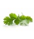 PLANTA DE CILANTRO Coriandrum sativum X 6 Ud